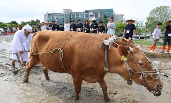 두 마리의 소가 끄는 겨릿소 써레질