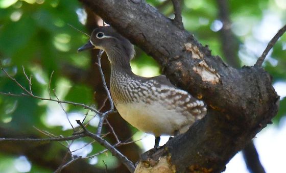 천연기념물 원앙 한쌍
