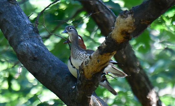 원앙 둥지 밖 외출