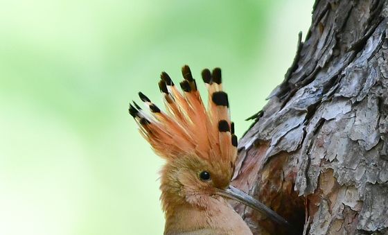 육아 수업 중인 후투티