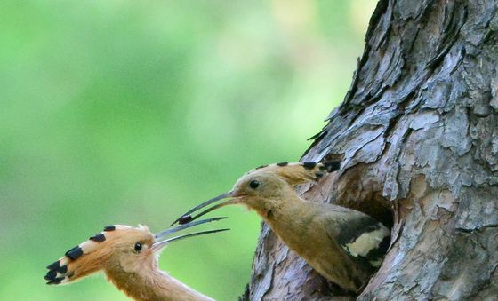 후투티 부부의 사랑