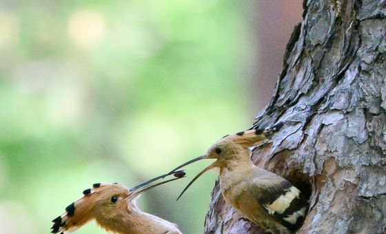 분주한 후투티 둥지