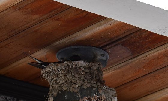 둥지 지키는 제비