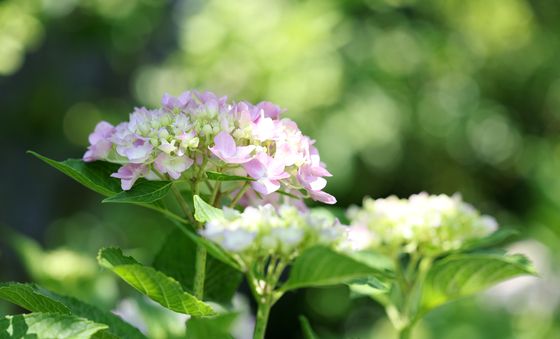 여름에 피는 '수국'
