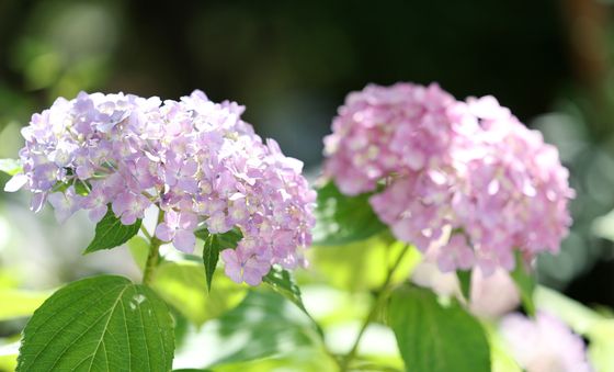 여름 알리는 '수국' 만개