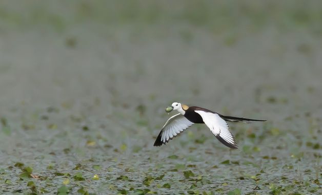 주남 저수지 찾아온 물꿩