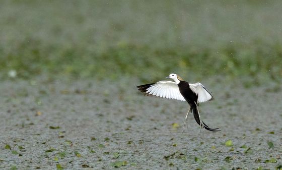 날아 오르는 물꿩