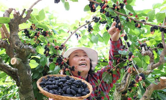 달콤하고 맛잇는 오디 수확