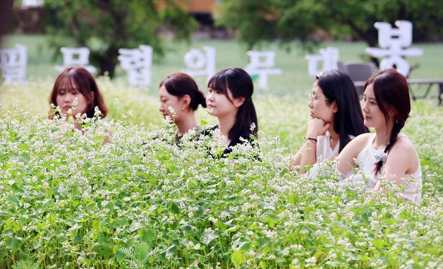 '초여름 메밀 꽃밭 즐겨요'