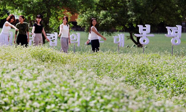 초여름의 메밀 꽃밭에서