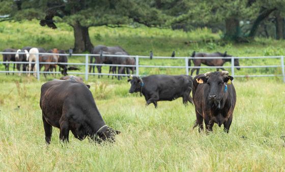 농진청, 제주 흑우 방목