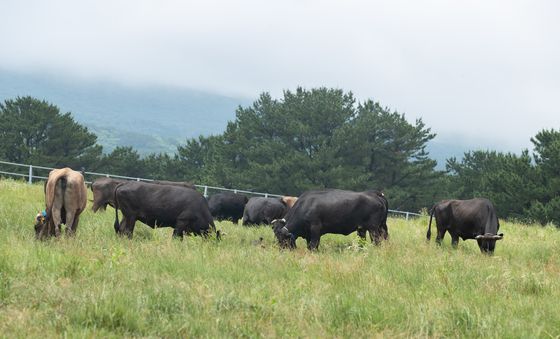 농진청, 제주 흑우 방목