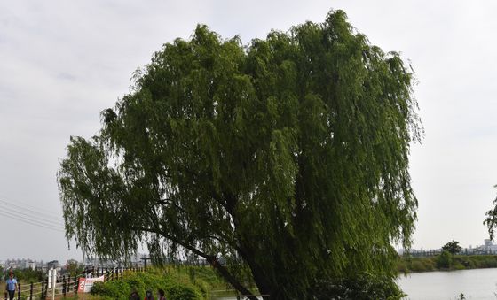 나무 그늘 아래에서