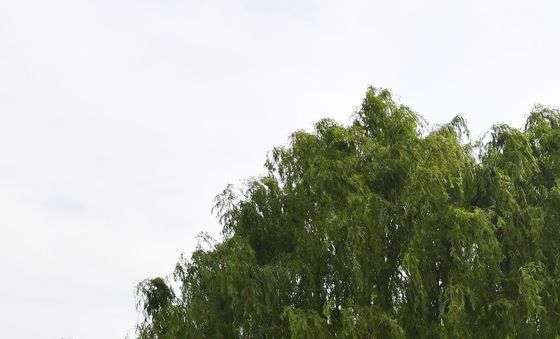 나무가 준 선물