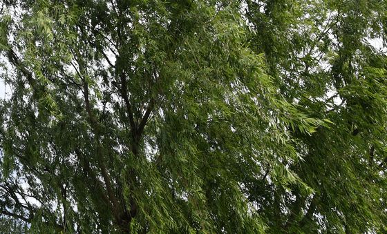 태양을 피하는 방법