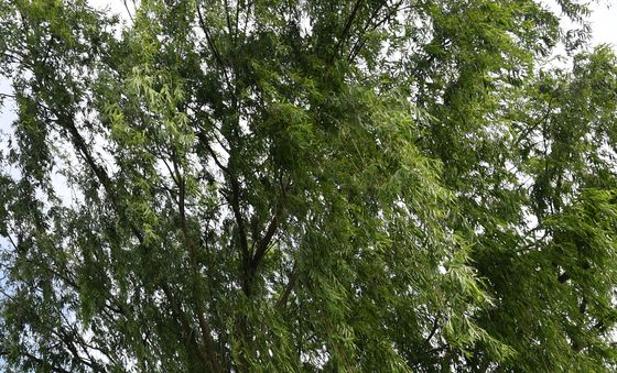 나무 그늘이 좋아서