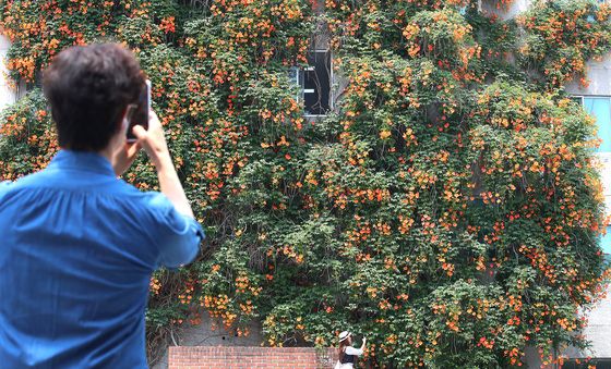 절정 이룬 대구 중구 '대봉동 능소화 폭포'