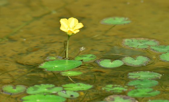 어리연꽃이 피었습니다