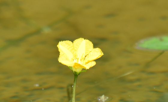 아침 반기는 어리연꽃