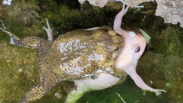 대전서 발견된 '알비노 맹꽁이'