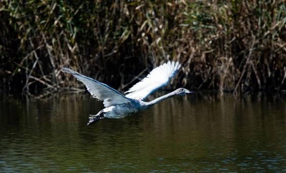 에버랜드, 큰고니 야생 방사 프로젝트 '결실'