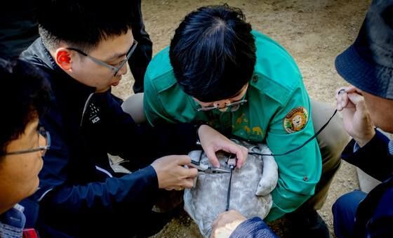 에버랜드, 큰고니 야생 방사 프로젝트 '결실'