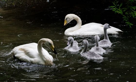 에버랜드, 큰고니 야생 방사 프로젝트 '결실'