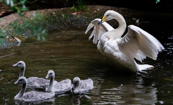 에버랜드, 큰고니 야생 방사 프로젝트 '결실'