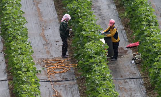 병충해 예방 방제 작업