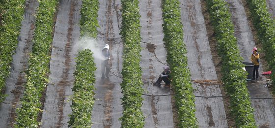 포도밭 해충 소탕 작전