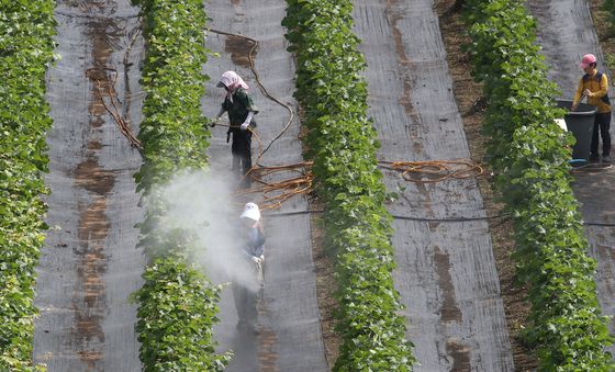 병충해 예방하는 농민