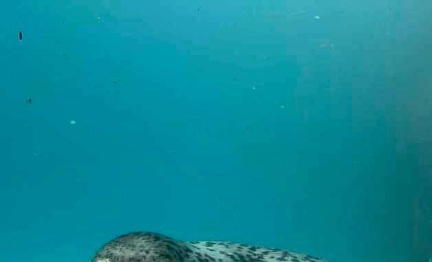 건강해진 어린 점박이물범, 다시 자연의 품으로 돌아가다