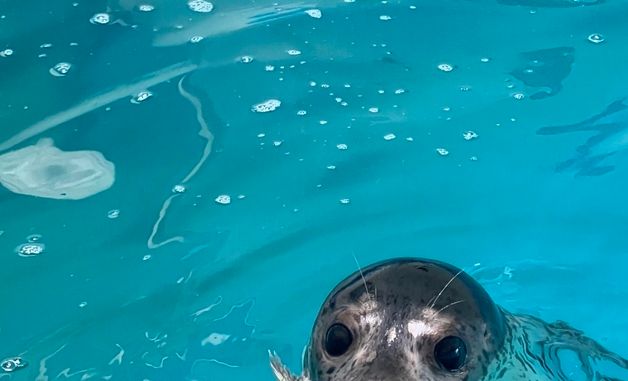 건강해진 어린 점박이물범, 다시 자연의 품으로 돌아가다