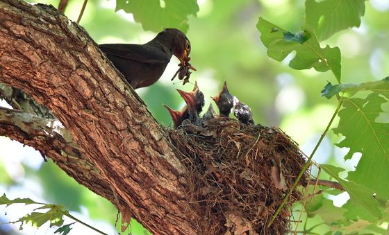 육추에 바쁜 대륙검은지빠귀