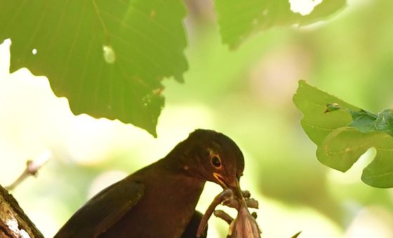 황성공원에 둥지 튼 대륙검은지빠귀
