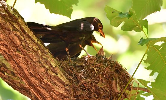 새끼 보살피는 대륙검은지빠귀