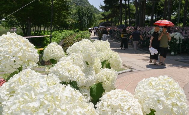 공주시 제4회 공주 유구색동수국정원 꽃 축제 성료