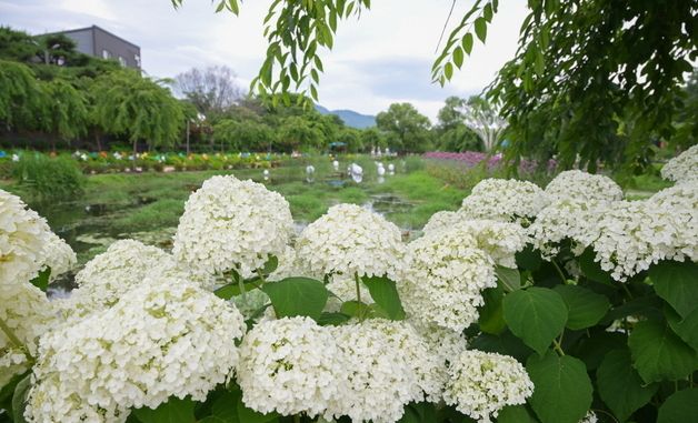 공주시 제4회 공주 유구색동수국정원 꽃 축제 성료