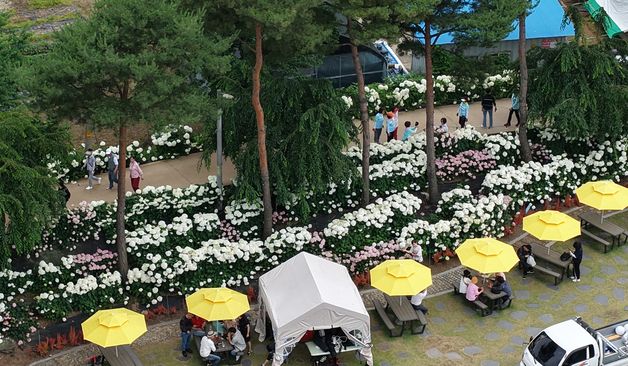 공주시 제4회 공주 유구색동수국정원 꽃 축제 성료