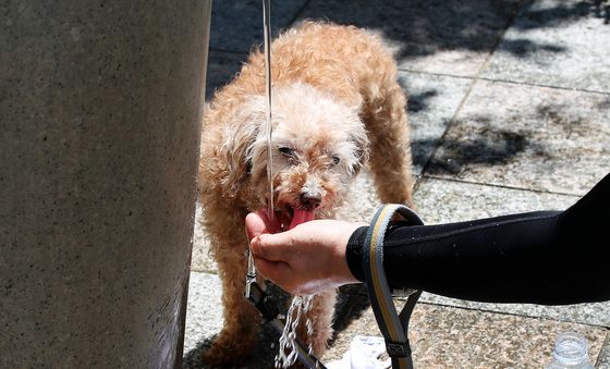 오늘 '산책' 그만