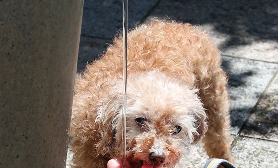 폭염에 지친 반려견