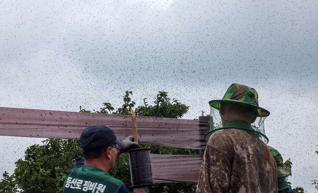 러브버그 출몰에 계양산 방역하는 구청 관계자들