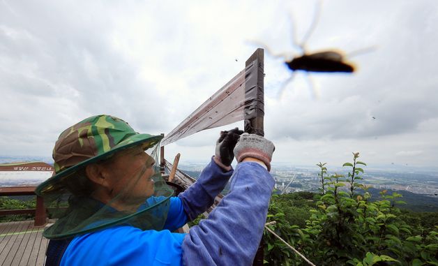 러브버그 대량 출몰에 날벌레 트랩 설치