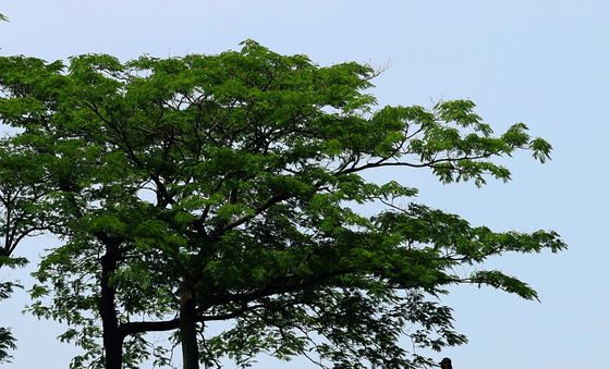 절기상 망종, 걷기 좋은 날씨