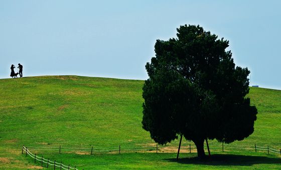 절기상 망종, '푸릇푸릇해'