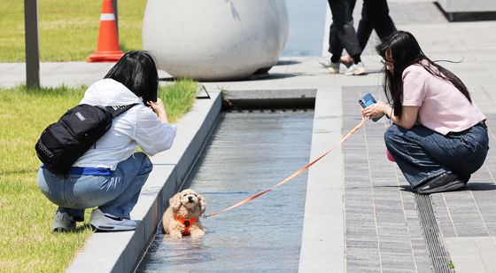 무더운 날씨에 물 속에 들어간 강아지