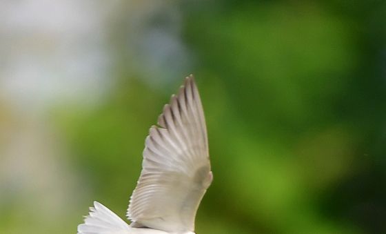 큰부리제비갈매기의 비행