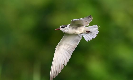 자태 뽐내는 큰부리제비갈매기