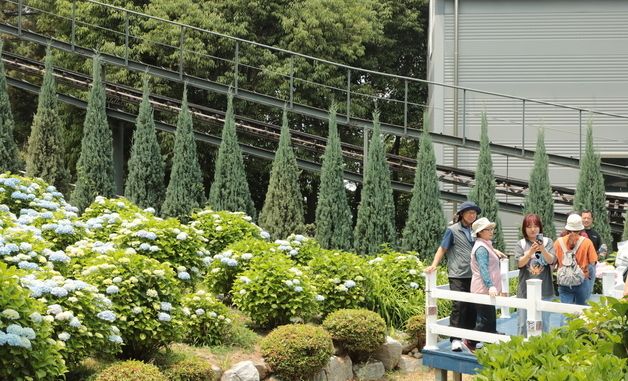 여름 수국 만개