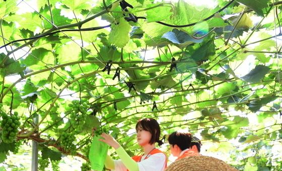 코카-콜라사, 전국 대학생 농촌봉사단체에 음료 1만2천개 지원